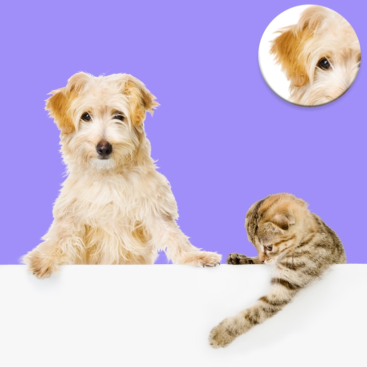 Complex image masking applied to a fluffy dog and a kitten, showcasing detailed fur refinement and precise background removal.