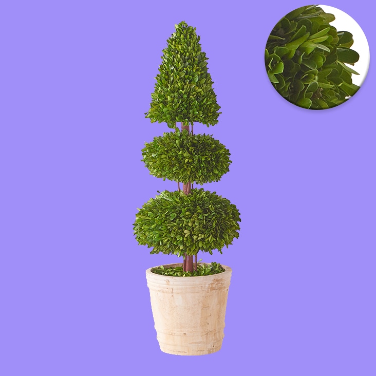 Simple image masking applied to a decorative potted plant, ensuring clean edges and precise background removal.