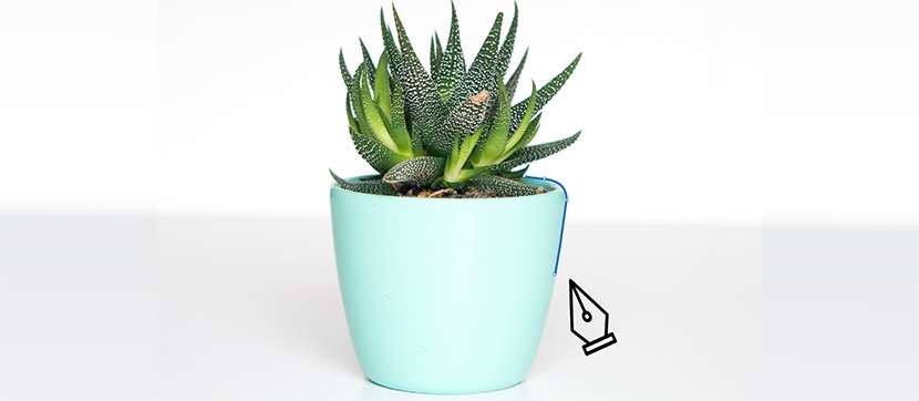 Succulent in teal pot with background partially removed, illustrating editing process.
