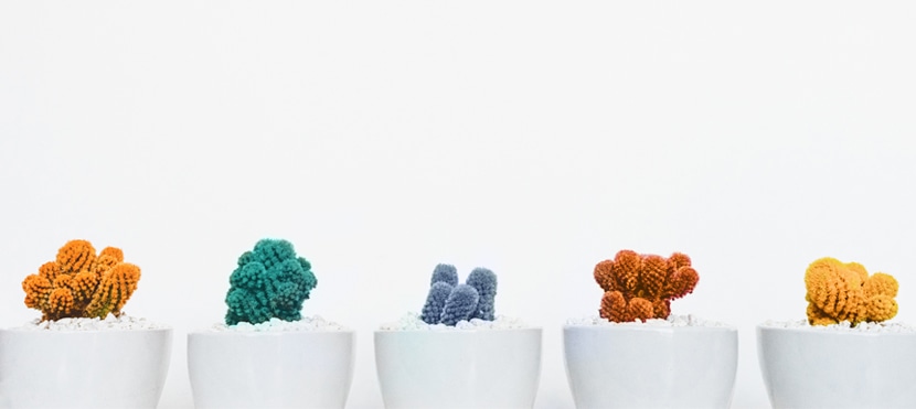 Five small cacti in various colors, planted in white pots, displayed against a plain white background.