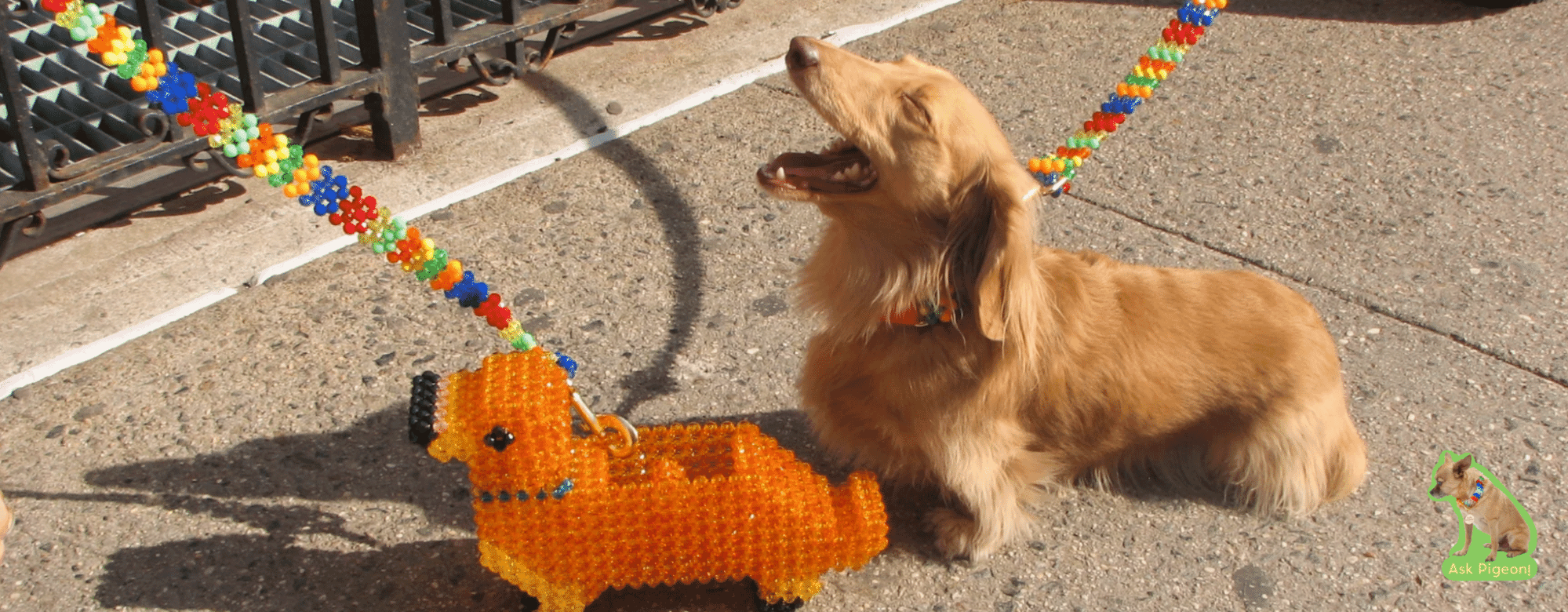 Small tan dog on a rainbow beaded leash alongside a matching orange beaded dog toy, sitting on a city sidewalk in bright sunlight.