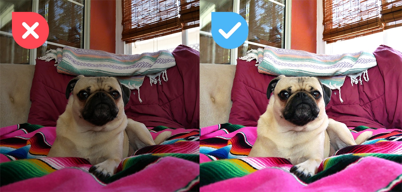 Side-by-side comparison of unedited and edited pug photo on a colorful blanket, showing brightness adjustments