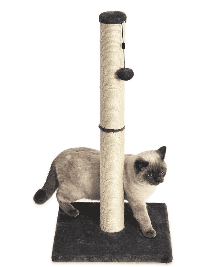 Siamese cat interacting with a tall scratching post featuring a toy pom-pom