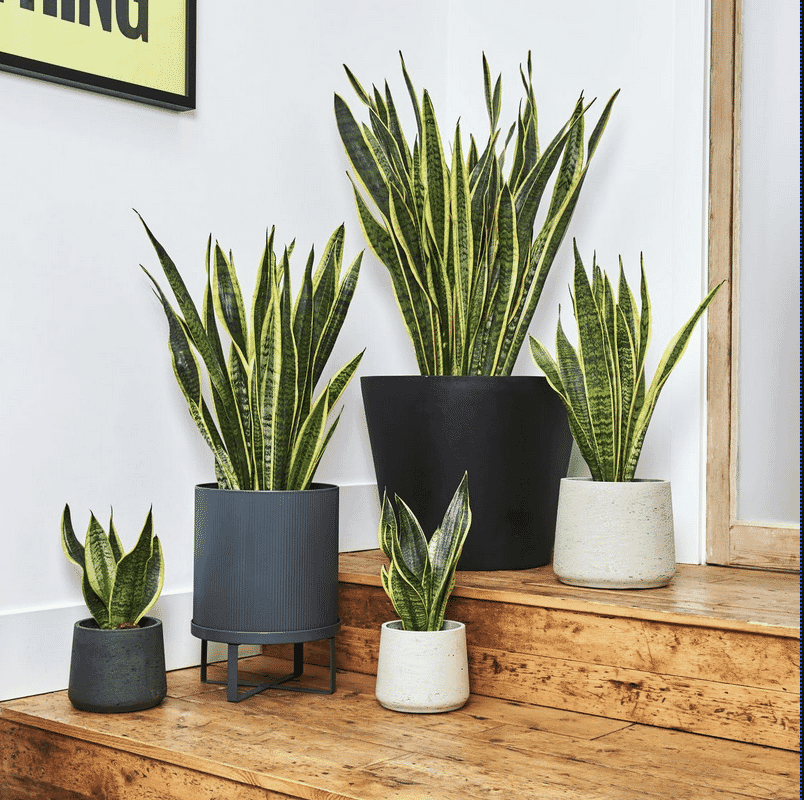 Group of snake plants in various black and gray planters arranged on wooden stairs